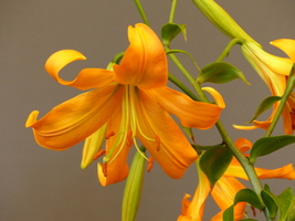 Foto: Dr. Peter Müller